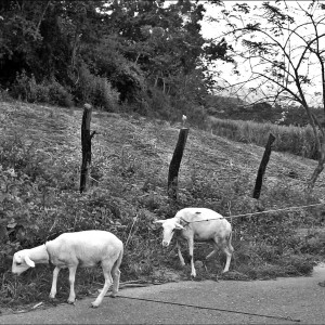 paseo pericantar-cumanacoa 056